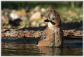 Geai au bain-08803